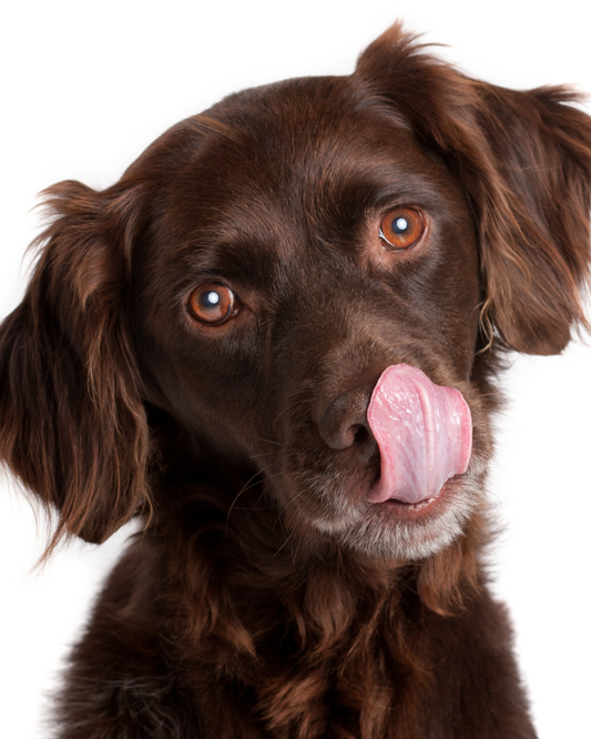 Köpeklerde Mantar Enfeksiyonu Nedir?