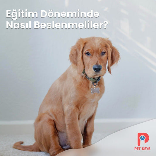 Köpeğinizin Eğitim Döneminde Nasıl Beslenmeli? - Pet Keys