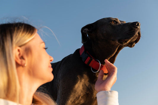 Köpek Tasması Alırken Nelere Dikkat Edilmeli? - Pet Keys