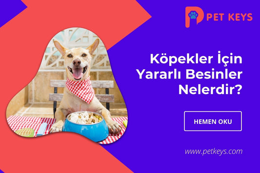 Köpekler İçin Yararlı Besinler Nelerdir?