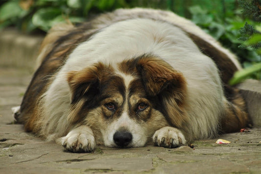 Köpeklerde Obezite: Nedenleri, Belirtileri ve Tedavi Yöntemleri - Pet Keys