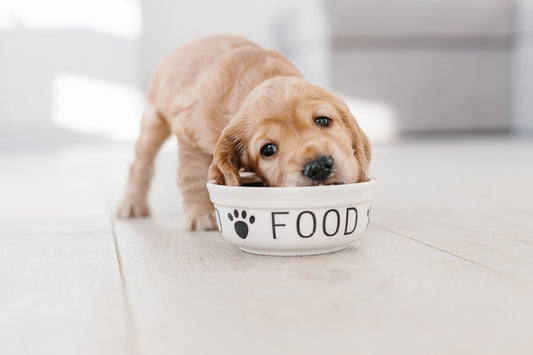 Köpeklere Verilmemesi Gereken Yiyecekler Hangileri?