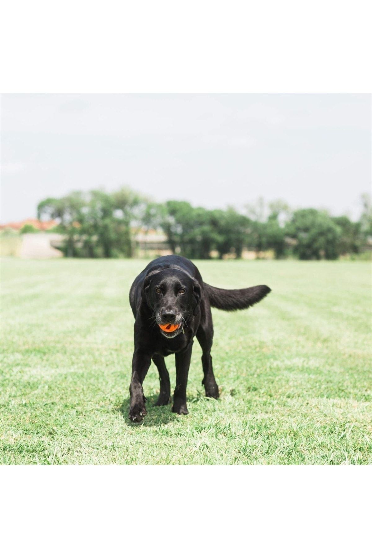 Chuckit! Air Fetch Ball Köpek Oyun Topu (Orta Boy)