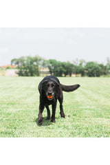 Chuckit! Air Fetch Ball Köpek Oyun Topu (Orta Boy)