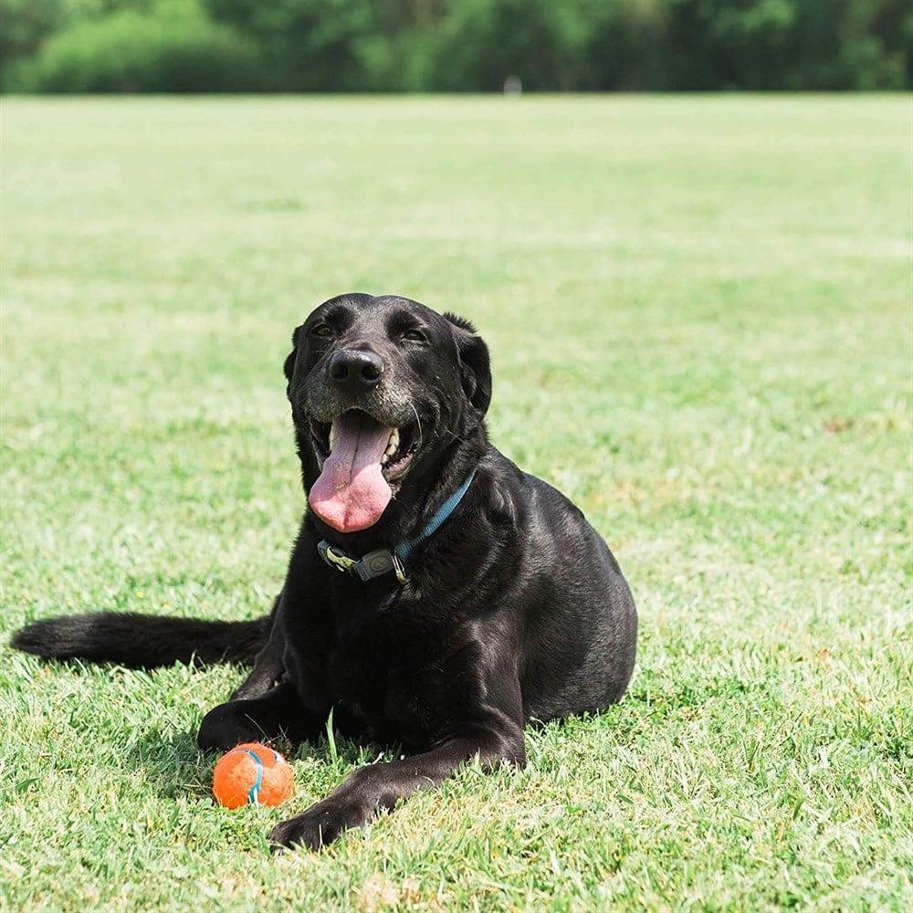 Chuckit! Köpek Tenis Oyun Topu (Büyük Boy)