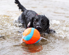 Chuckit! Suda Batmayan Mega Köpek Oyun Topu